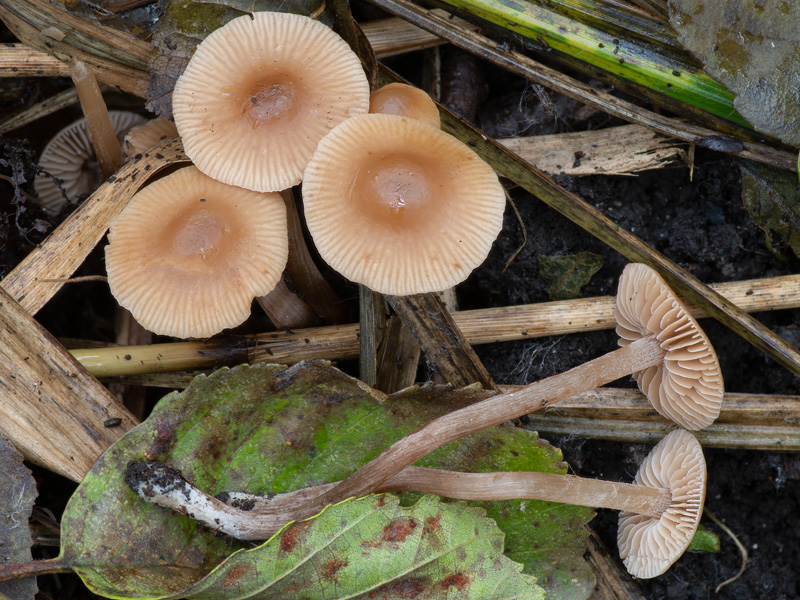 Naucoria celluloderma